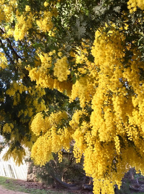 Grampians Pomonal Cottages - Tourism TAS 5