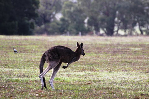 Grampians Pomonal Cottages - Tourism TAS 26