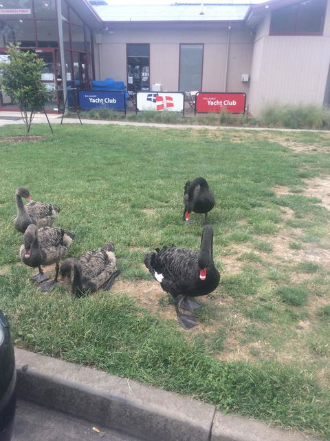 Ambassador Motor Inn - Hobart Tourism 29