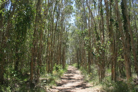Lake Weyba Noosa Lodge & Kangaroos - Tourism TAS 39