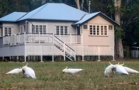 Lake Weyba Noosa Lodge & Kangaroos - Tourism TAS 20