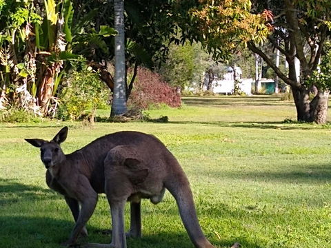 Lake Weyba Noosa Lodge & Kangaroos - Tourism TAS 24