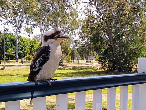 Lake Weyba Noosa Lodge & Kangaroos - Tourism TAS 18