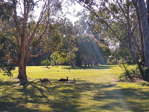 Lake Weyba Noosa Lodge & Kangaroos - Tourism TAS 4