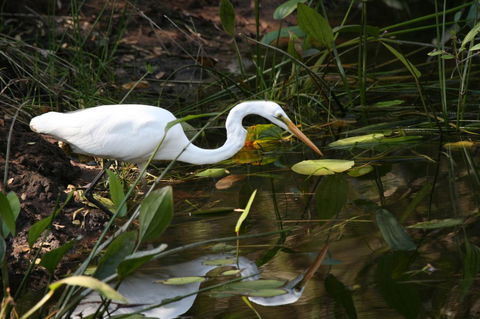 Lake Weyba Noosa Lodge & Kangaroos - Tourism TAS 33