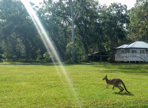 Lake Weyba Noosa Lodge & Kangaroos - Tourism TAS 26