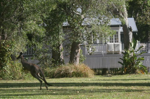 Lake Weyba Noosa Lodge & Kangaroos - Tourism TAS 31