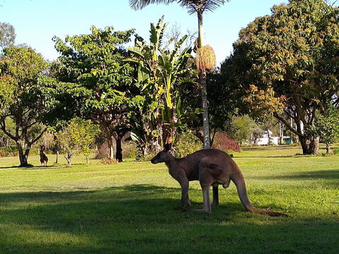 Lake Weyba Noosa Lodge & Kangaroos - Tourism TAS 35
