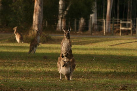 Lake Weyba Noosa Lodge & Kangaroos - Tourism TAS 16