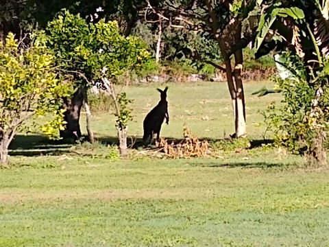 Lake Weyba Noosa Lodge & Kangaroos - Tourism TAS 29