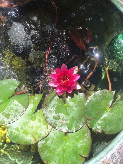 Bed & Breakfast 1 Bedroom Guest House - Hobart Tourism 42