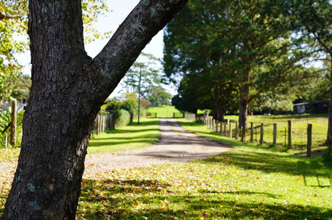 McCarthy Grove Maleny - Tourism TAS 3