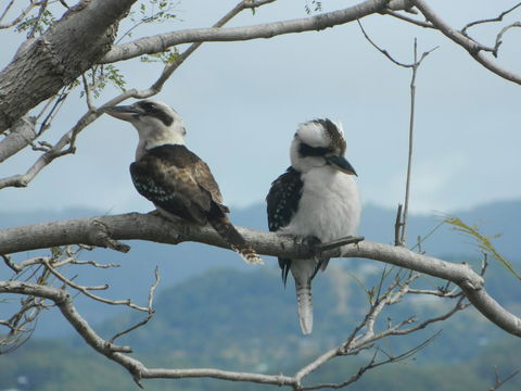 Private Guest Suite High On Currumbin Hill - Hobart Tourism 24
