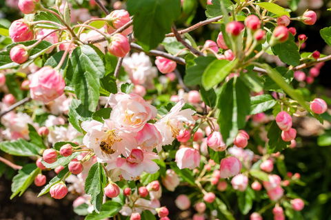 Apple Blossom Cottages - Hobart Tourism 3