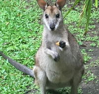 Bluewater Bed  Breakfast Cairns - Hobart Tourism