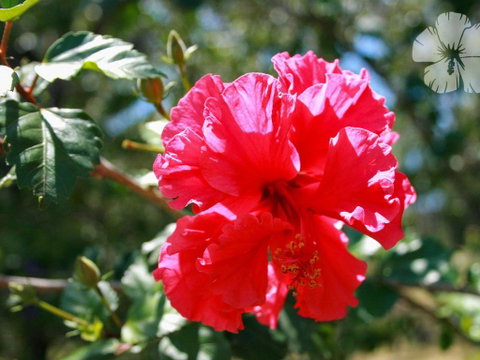 Wongaburra - Tourism TAS 1