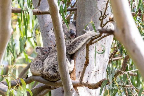 A Quiet Unit Overlooking A Reserve - Tourism TAS 0