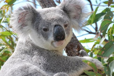 AFFORDABLE ISLAND ESCAPE! Queen Studio, Nelly Bay - Tourism TAS 2