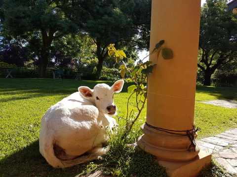 AL RU Farm - Hobart Tourism 3