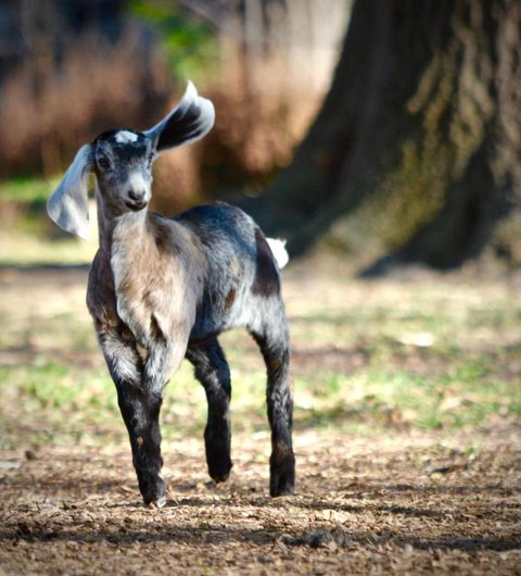 Alexandra Farmstay - Tourism TAS 3