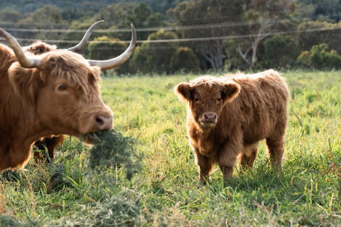 Alkira Cottage - Tourism TAS 1