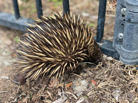 Alma Alma - Tourism TAS 1