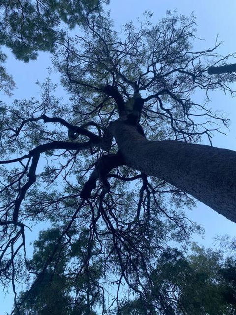 Alma Alma - Tourism TAS 3