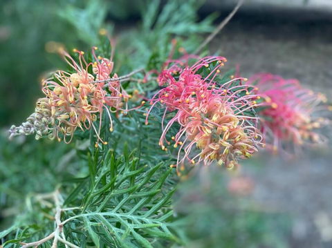 Alma Alma - Tourism TAS 4