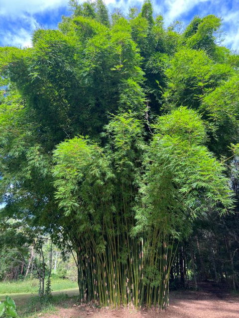 Avana Byron Glamping - Hobart Tourism 1