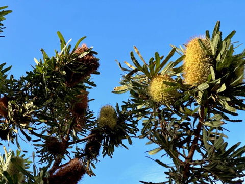 Banksia Tops - Hobart Tourism 1
