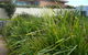 Banksia Waters - thumb 4