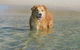 Baggies On Dutchies, 9 Burbong Street - Large Pet Friendly House With Spectacular Waterviews, Wi-Fi And Air Con - thumb 2