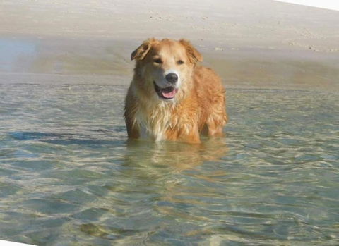 Baggies On Dutchies, 9 Burbong Street - Large Pet Friendly House With Spectacular Waterviews, Wi-Fi And Air Con - Hobart Tourism 2
