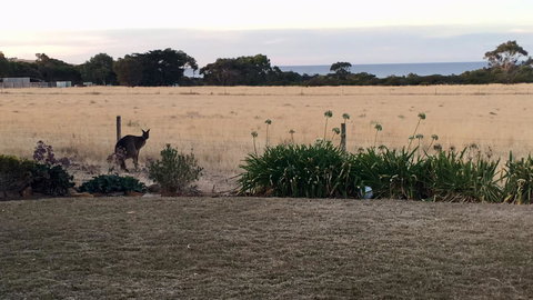 Beeâ€™s Place - 3 Bedroom Home On 10 Acres Of Land With Distant Ocean Views - Tourism TAS 23