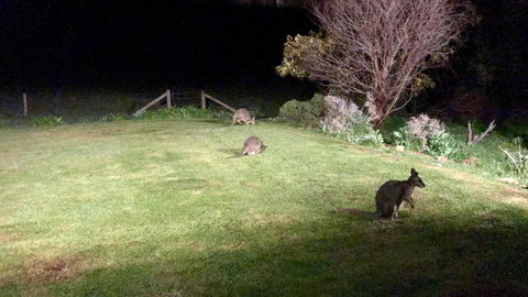 Beeâ€™s Place - 3 Bedroom Home On 10 Acres Of Land With Distant Ocean Views - Tourism TAS 13