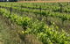 Belalie Wines - thumb 2