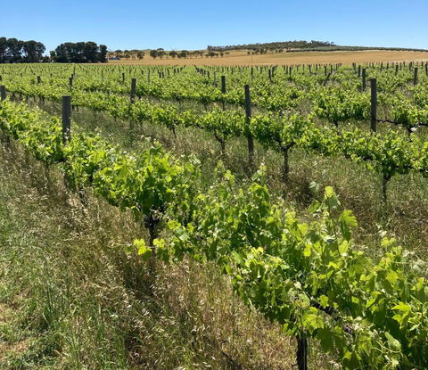 Belalie Wines - Hobart Tourism 2