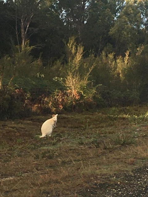 BIG4 Kelso Sands Holiday & Native Wildlife Park - Hobart Tourism 4