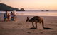 Cape Hillsborough Nature Tourist Park - thumb 1