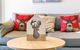 Charming Central Apartment Home RundleMall - thumb 2