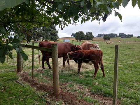 Cradle At Casa Blanca Country Retreat - Hobart Tourism 3