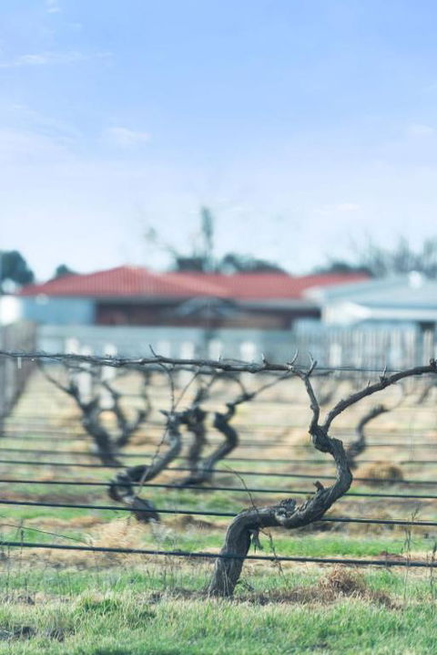 Crimson Ridge - Wines, Vines And Dine - Hobart Tourism 1