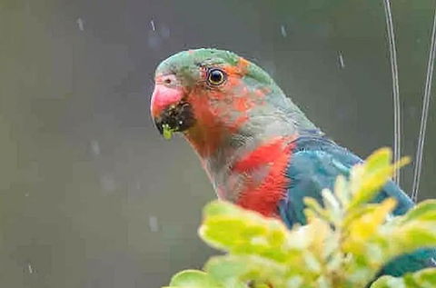 Crystal Cottage Retreat- Escape To The Hinterland! - Hobart Tourism 4