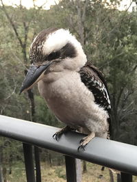 Book Tallebudgera Accommodation Vacations Tourism TAS Tourism TAS