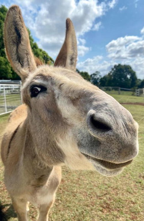 Farm Stay Beautiful Country Home - Tourism TAS 1