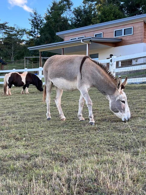 Farm Stay Beautiful Country Home - Tourism TAS 4