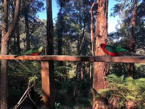 Forest Retreat - Tourism TAS 4