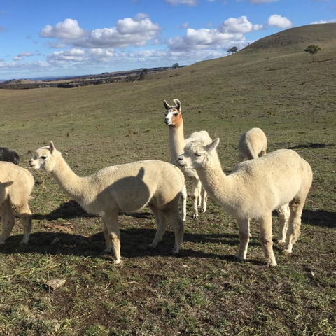 GOULBURN ALPACA FARM STAY - Hobart Tourism 0