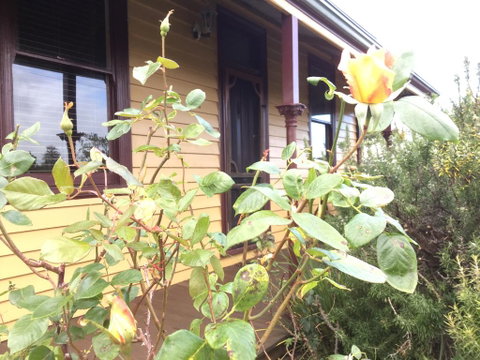 Albion Cottage - Tourism TAS 0