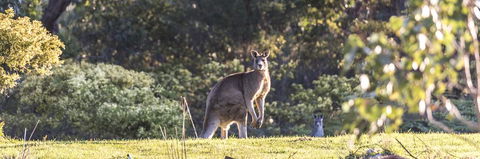 Alkina Lodge - Great Ocean Road - Hobart Tourism 3